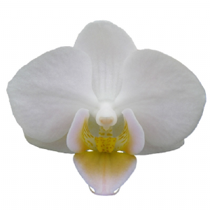 Phal. Younghome Little Snow